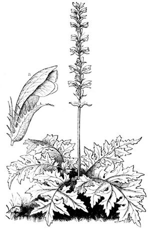 Acanthus mollis (Bärenklau). a Blüte.