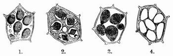 Fig. 1–4. Zellen mit Aleuronkörnern (aus dem Endosperm von Ricinus). 1. Frisch in dickem Glyzerin. 2. In verdünntem Glyzerin. 3. In Glyzerin erwärmt. 4. Nach Behandlung mit Jodalkohol und Schwefelsäure.