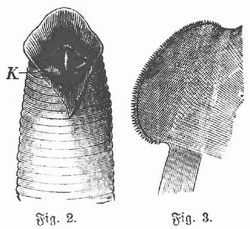 Fig. 2. Kopf des Blutegels mit aufgeschnittener Mundhöhle, K die drei Kiefer. Fig. 3. Eine Kieferplatte mit den Zähnen am Rande.