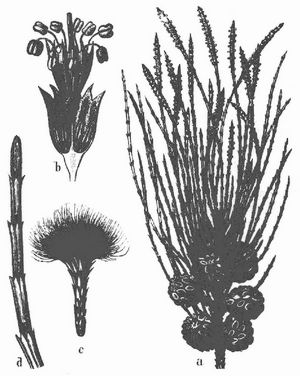 Casuarina equisetifolia. a) Zweig mit männlichen Blüten und Früchten, b) Stück des männlichen Blütenstandes, c) weiblicher Blütenstand, d) Zweigstück.