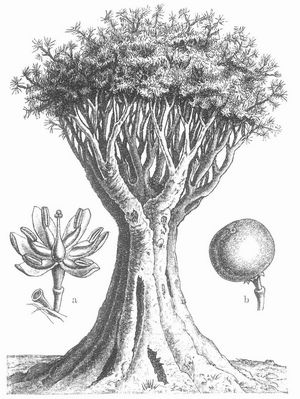 Dracaena Draco (Drachenbaum). a Blüte, b Frucht.