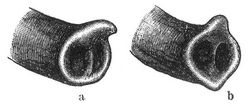Fig. 1. a Rüssel des indischen, b des afrikanischen Elefanten.