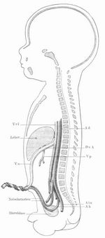 Durchschnitt durch den Körper des menschlichen Fötus: Verlauf der Nabelgefäße. Ad = Aorta descendens (Körperschlagader), Ah = Arteria hypogastrica (innere Beckenarterie), Aie = Arteria iliaca externa (äußere Beckenarterie), Dv A = Ductus venosus Arantii, Vci = Vena cava inferior (untere Hohlvene), Vp = Vena portae (Pfortader), Vu = Vena umbilicalis (Nabelvene).