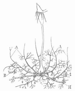 Ephemeropsis tjibodensis (vergrößert). A Assimilationsorgane, dichotom verzweigt; B Brutknospen; H Hapteren, seitlich an den Hauptachsen des Protonema.