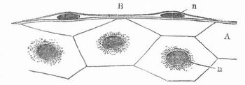 Fig. 1. Pflasterepithel, bei A von der Seite, bei B von oben gesehen. n Kern.