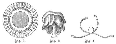Fig. 2. Querschnitt eines Rhizoms. Fig. 3. Schuppe des Fruchtstandes. Fig. 4. Spore mit Elateren.