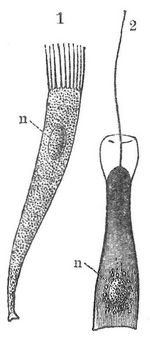 Fig. 1. Flimmerzelle. Fig. 2. Geißelzelle mit Kragensaum (von einem Schwamm). n Kern.