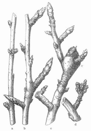 a Fruchtrute des Pfirsichbaums; b Ringelspieße; c Quirlholz, X Fruchtkuchen; d Bukettzweig.