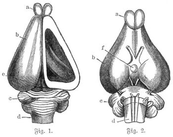 Gehirn des Kaninchens. Fig. 1. von oben (rechts geöffnet, um die Hirnhöhlen zu zeigen); Fig. 2. von unten, mit den Ursprungsstellen einiger Nerven. a Riechlappen, b Großhirn, c Kleinhirn, d verlängertes Mark, e Mittelhirn, f Hirnanhang (Hypopxhysis).