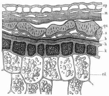 Fig. 2. Querschnitt durch Frucht- und Samenschale und durch die äußern Schichten des Endosperms.