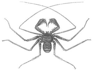 Fig. 1. Skorpionspinne, Phrynus reniformis.