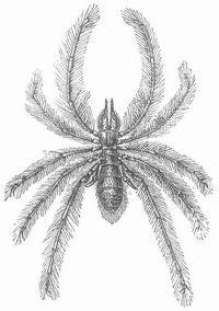 Fig. 2. Walzenspinne, Galeodes araneoides.
