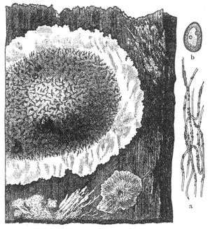 Hausschwamm. Holzstück mit Fruchtkörpern und Mycelium; a einzelne Myceliumfäden, b eine Spore.
