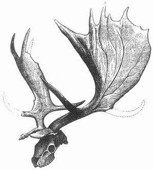 Fig. 4. Schädel und Geweih des Ruffschen Riesenhirsches (Megaceros Ruffii Nehring).