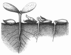 Fig. 4. Keimungsvorgang beim Kürbis (Cucurbita Pepo). Links der ungekeimte Same, weiter rechts die ausgebildete Keimpflanze und die entleerte Samenschale. Daneben zwei verschiedene Keimungszustände mit mehr oder weniger hervortretendem Keimling, dessen Wulst sich an die Samenschale anstemmt.