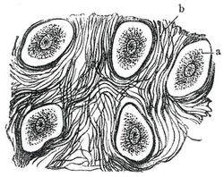 Fig. 2. Faserknorpel. a Knorpelzellen, b Fasern.