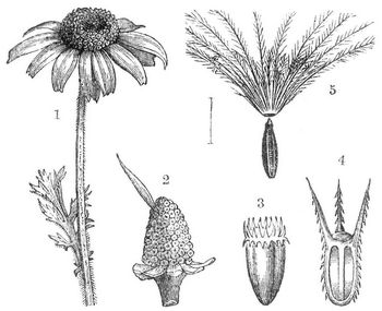 Fig. 1. Blütenköpfchen. Fig. 2. Blütenboden. Fig. 3 bis 5. Formen der Federkrone.