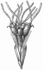 Fig. 8. Köpfchen mit Röhrenblüten.