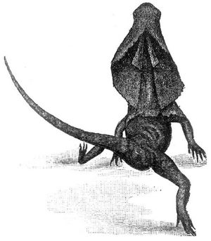 Fig. 2. Zweibeinig laufende Krageneidechse, von hinten aufgenommen.