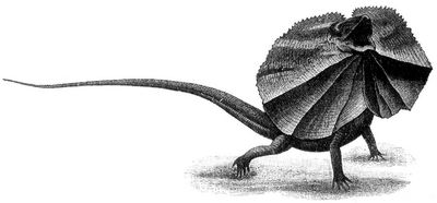 Fig. 1. Krageneidechse (Chlamydosaurus Kingii) mit aufgerichtetem Kragen.