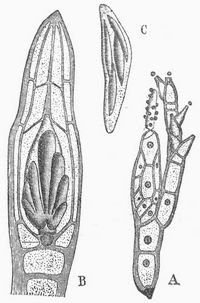 Stigmatomyces Baeri. A Individuum, B Perithecium, C Askus.
