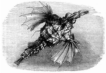 Meerdrache (Pegasus draco).