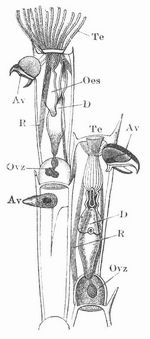 Fig. 1. Zwei Tiere von Bugula avicularia (das obere ausgestreckt, das untere eingezogen).