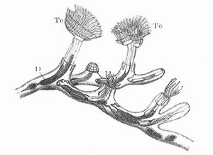 Fig. 2. Sechs Tiere von Plumatella repens (zwei ganz ausgestreckt). Te Tentakeln, D Darm.