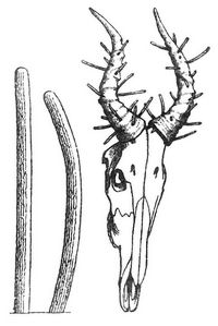 Schädel und Gehörn eines Hartebeest (Bubalus) mit Mottenkokons. Letztere in natürl. Größe daneben.