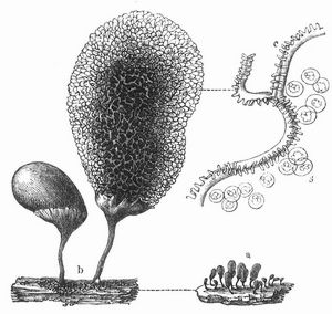 Fig. 2. Arcyria punicea. a Sporangien, natürl. Größe, b 40fach vergr., c Kapillitium, 300fach vergr., s. Sporen.