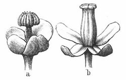 Männliche (a) und weibliche (b) Blüte von Nepenthes destillatoria.