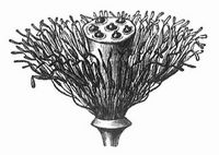 Fig. 1. Blüte von Nelumbium nach Entfernung der Blütenblätter.