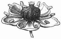 Blüte von Phytolacea.