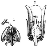 Fig. 1. Blüte von Pirola. Fig. 2. Blüte von Monotropa Hypopitys (Längsschnitt).