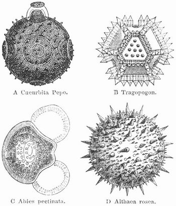 Fig. 2. Pollenkörner.
