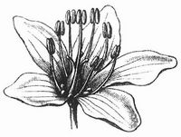 Blüte von Fagopyrum.