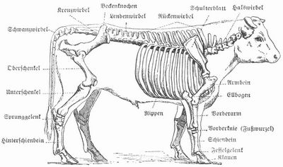 Benennung der einzelnen Teile des Rinderskeletts.