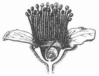 Fig. 1. Blüte von Chrysobalanus. Durchschnitt.