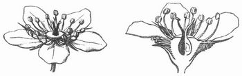 Fig. 2. Blüte von Agrimonia. Durchschnitt.