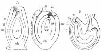 Fig. 1. Samenknospen im Durchschnitt: A orthotrop, B anatrop, C kampylotrop.