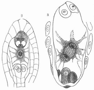 Fig. 2. Längsschnitt durch den Nucellus von Myosurus, den Embryosack (vor der Befruchtung) zeigend. – Fig. 3. Embryosack von Myosurus (nach der Befruchtung).