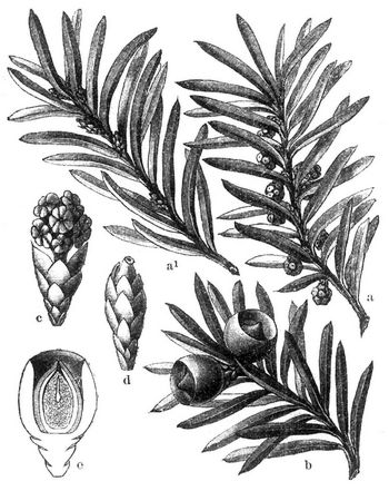 Taxus baccata (Eibenbaum). a Zweig mit männlichen, a' mit weiblichen Blüten, b Zweig mit Früchten, c männliche Blüte, d weibliche Blüte, e Frucht im Längsschnitt.