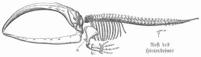 Skelett eines Walfisches. a Schulterblatt, b Vorderbein.