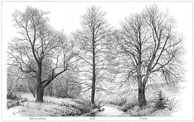 Laubbäume im Winter II.
