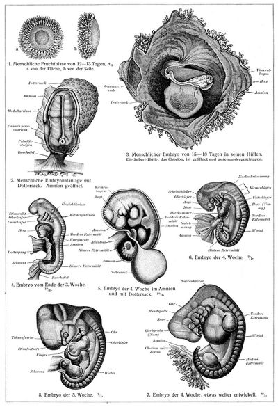 Embryo I. Entwickelung des Menschen.