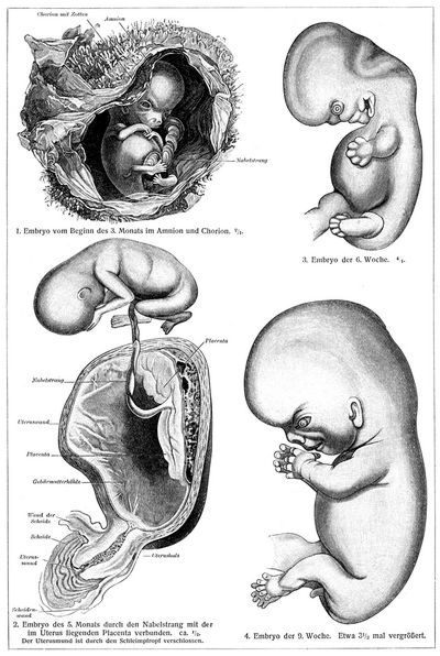 Embryo II. Entwickelung des Menschen.