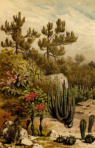 Euphorbiazeen.