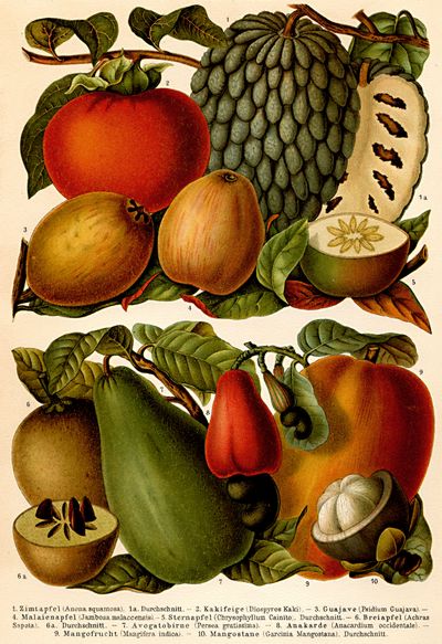 Tropische Früchte.