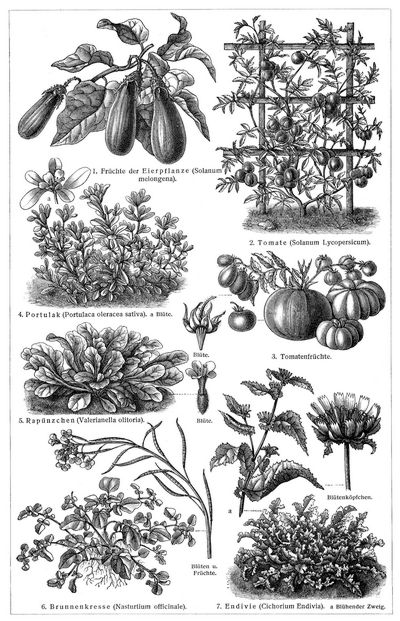 Gemüsepflanzen III. (Die Beschreibung der Pflanzen siehe unter den lateinischen Gattungsnamen.)