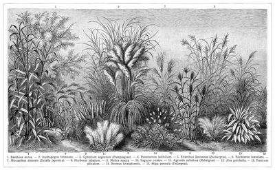 Gräser V. (Ziergräser für den Garten. Die Beschreibung der Pflanzen siehe unter den lateinischen Gattungsnamen.)